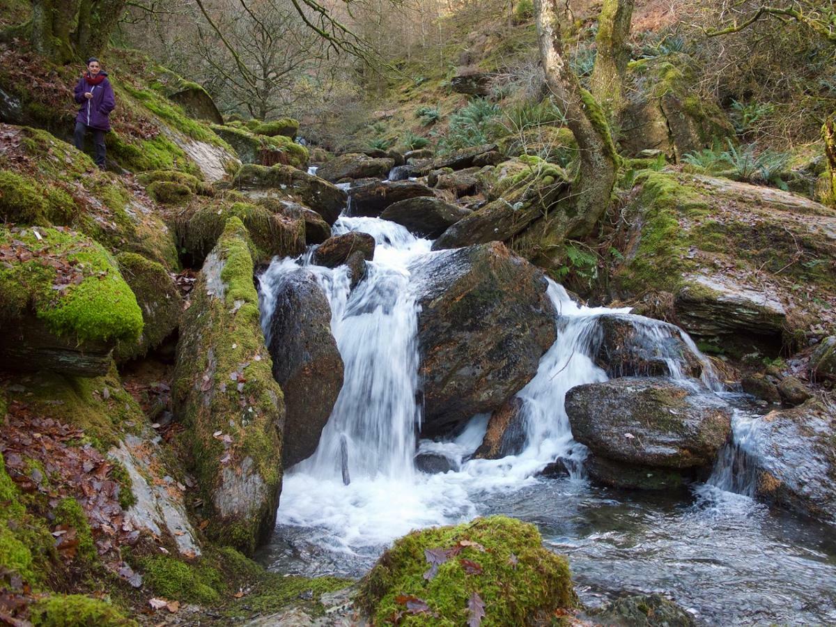 Maesyfelin Isaf B&B Llanybyther Dış mekan fotoğraf